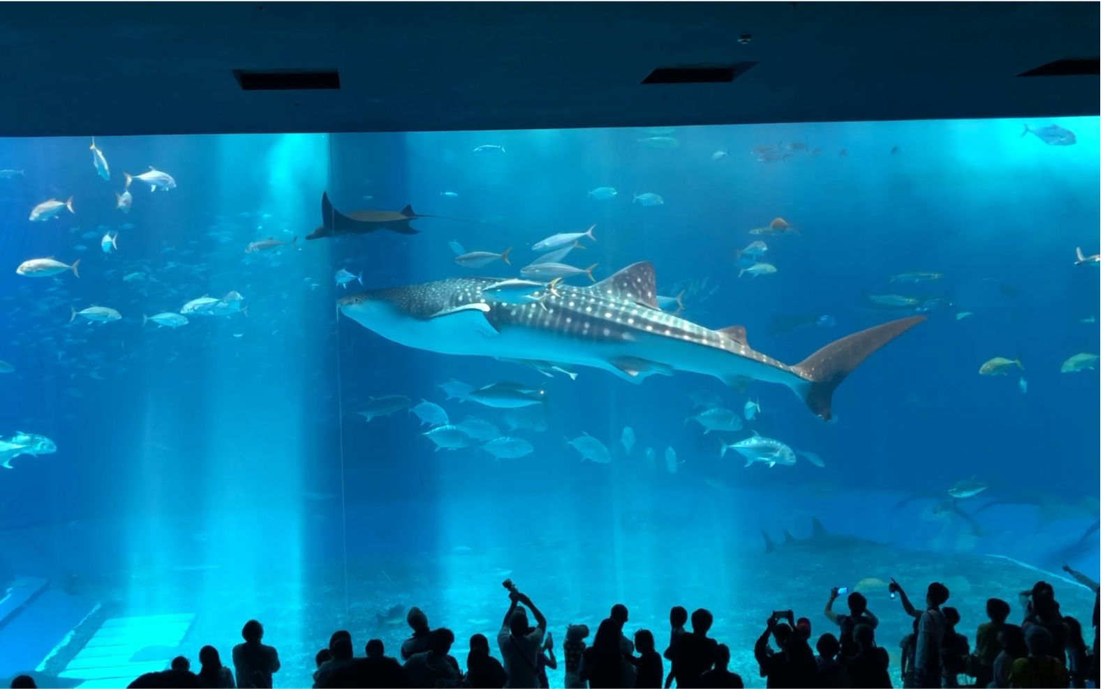 三亚海洋科技馆鲸世界图片