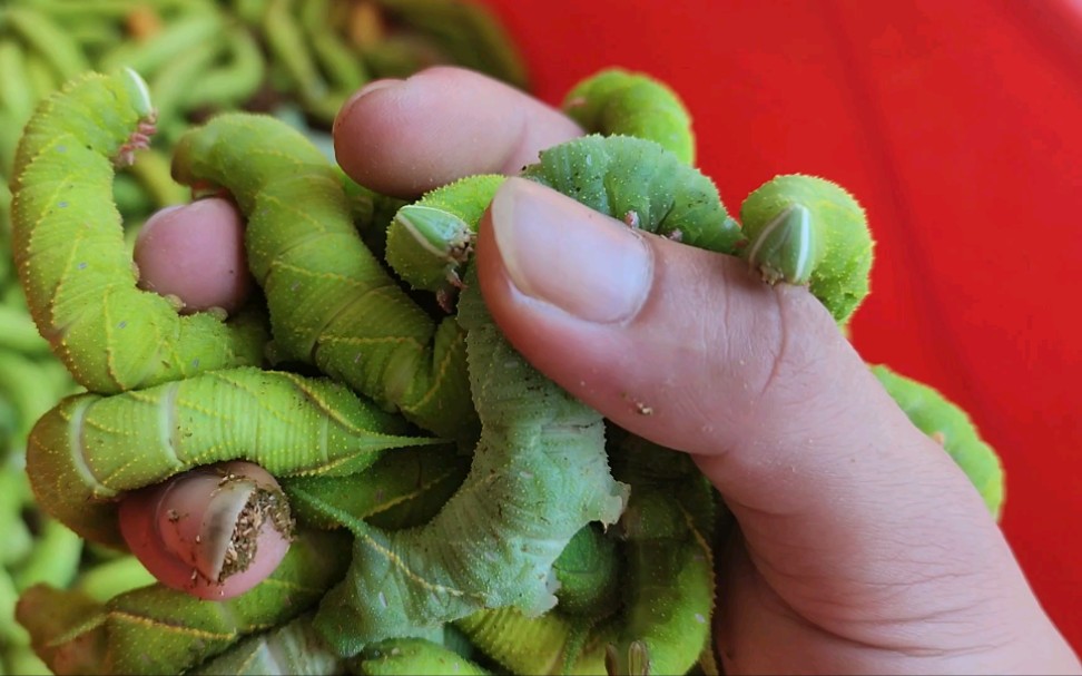 [图]没有什么比（豆虫）更加柔软，手感棒棒的