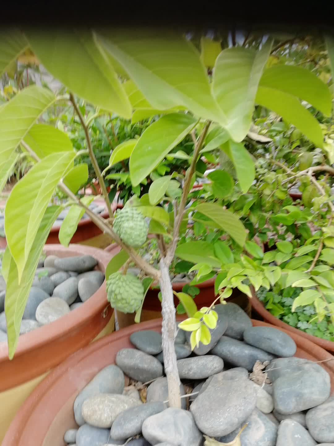 释迦果_哔哩哔哩_bilibili