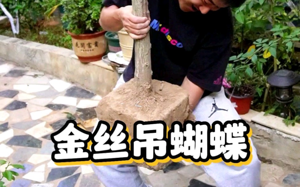 这就是“摇钱树”#金丝吊蝴蝶 耐寒好养!开花“仙气飘飘”#花卉绿植#盆景哔哩哔哩bilibili