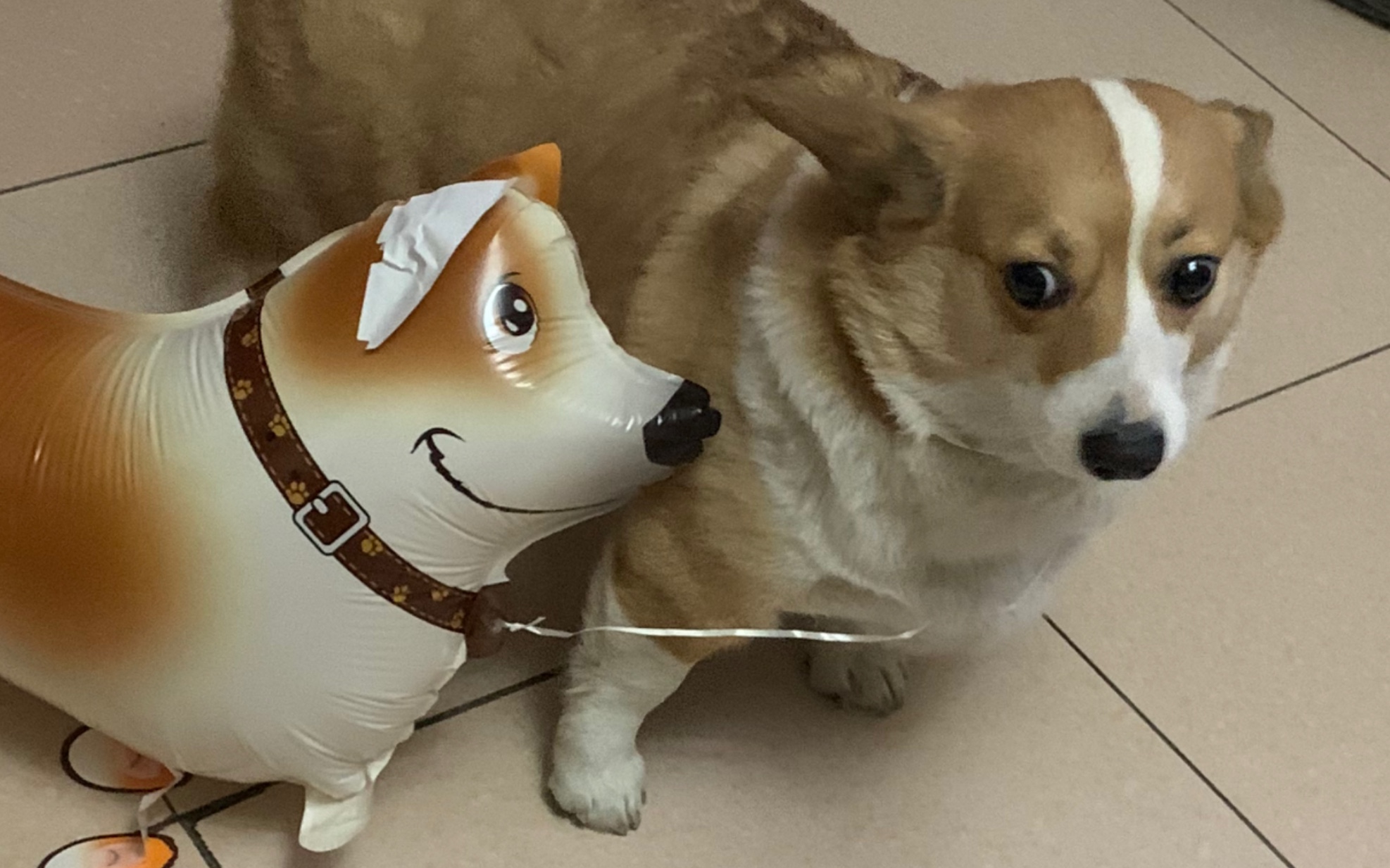 【柯基】当你送给柯基一只走路气球