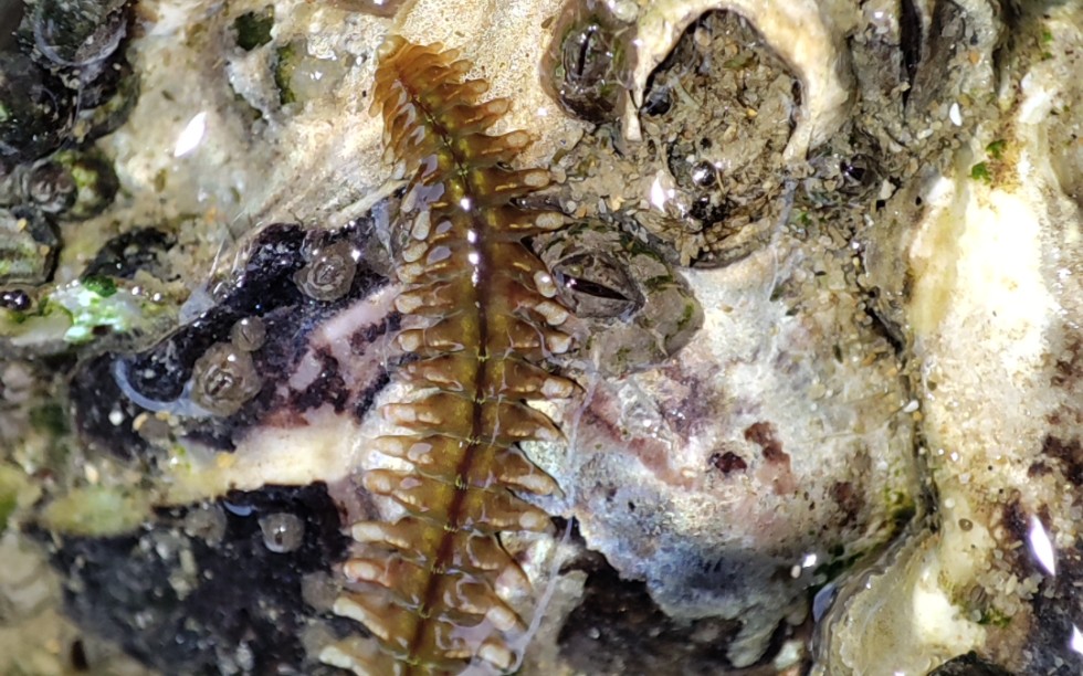 某种矶沙蚕科的物种,一般是肉食性,藏身于礁石上的洞穴中,感觉到动静