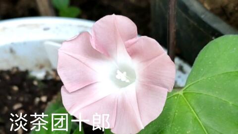 淡茶团十郎爬藤牵牛花日系朝颜种子淡茶色中大轮 哔哩哔哩 Bilibili 淡茶团十郎爬藤牵牛花日系朝颜种子淡茶色中大轮 哔哩哔哩 Bilibili