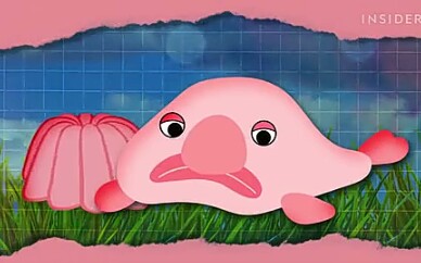 What's Inside a Blobfish?哔哩哔哩bilibili