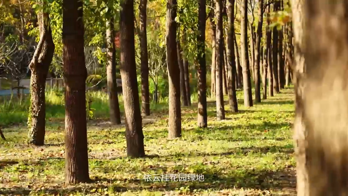 上海松江区九里亭公园绿地:远离城市喧嚣,享受自然宁静!哔哩哔哩bilibili