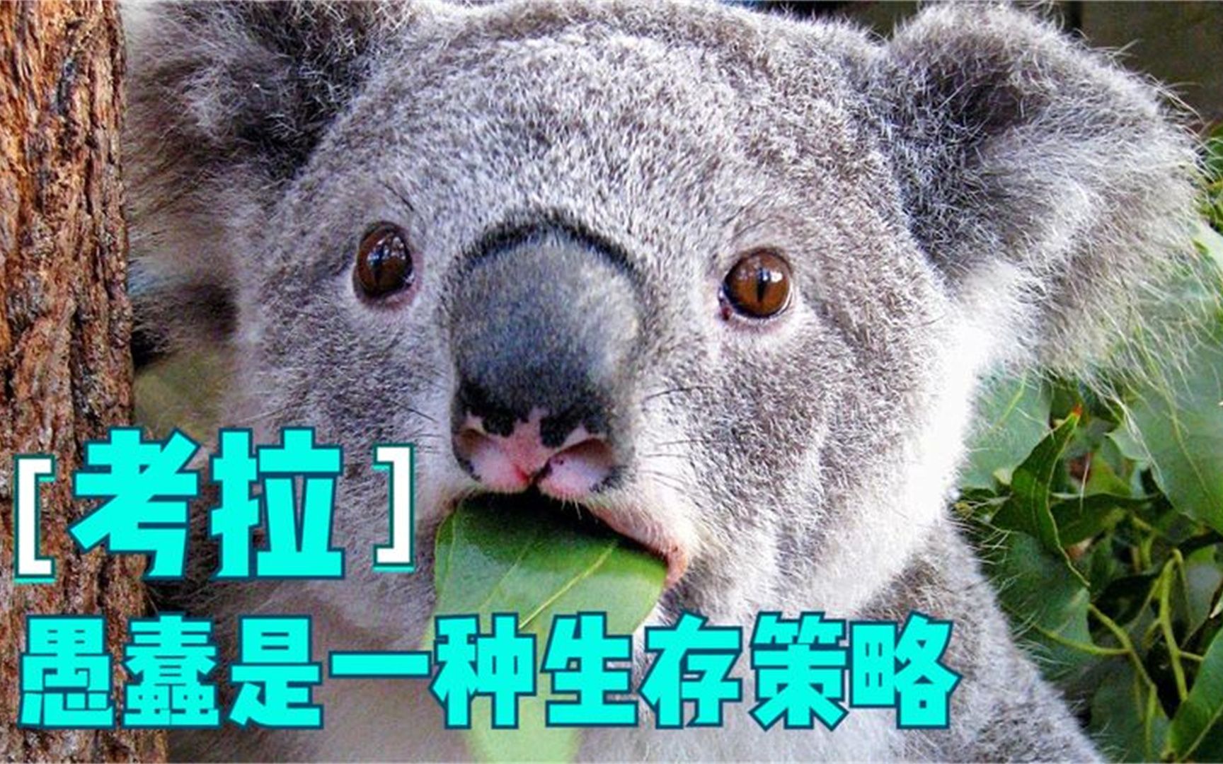 世界上最愚蠢的动物是考拉?大脑只占头部的2%,幼年期生存更扎心