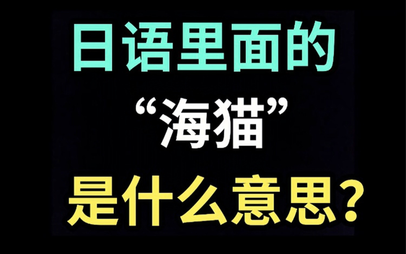 日语里的“海猫”是什么意思?【每天一个生草日语】哔哩哔哩bilibili