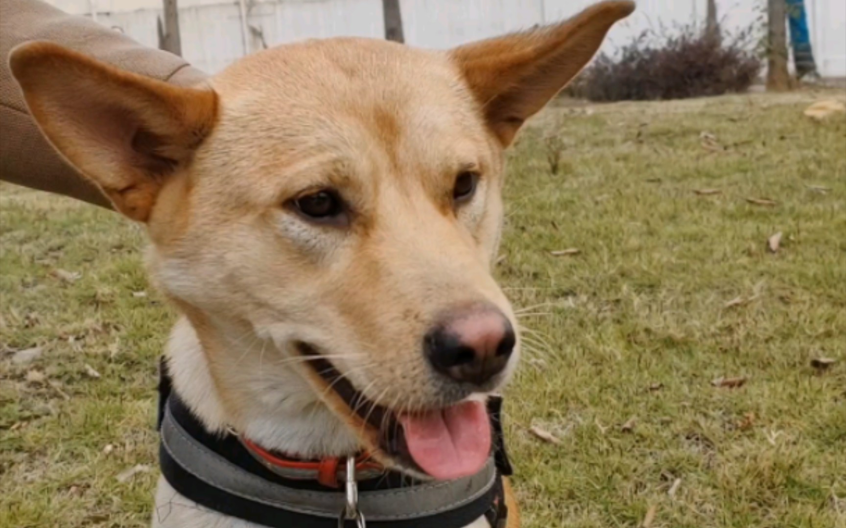 土狗胖虎咬绳子