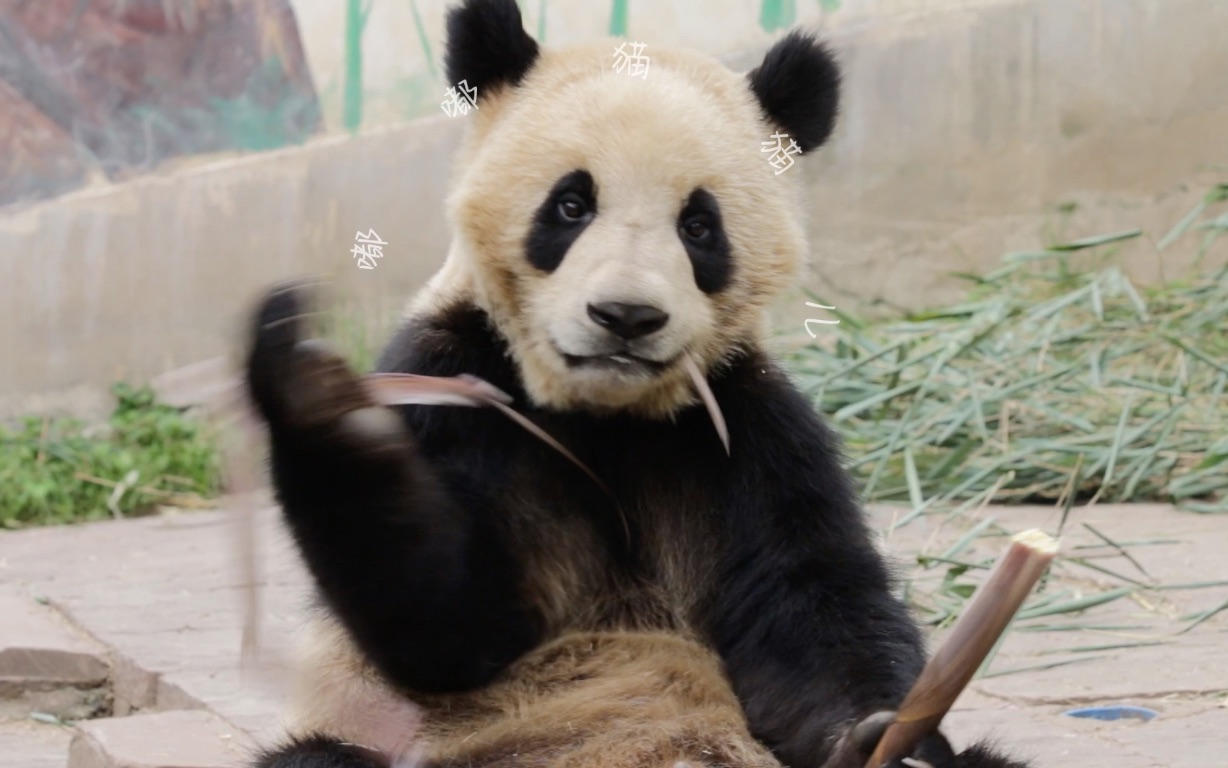 车座子脸小将,极具辨识度的熊猫,自带忧郁气质,实际很皮