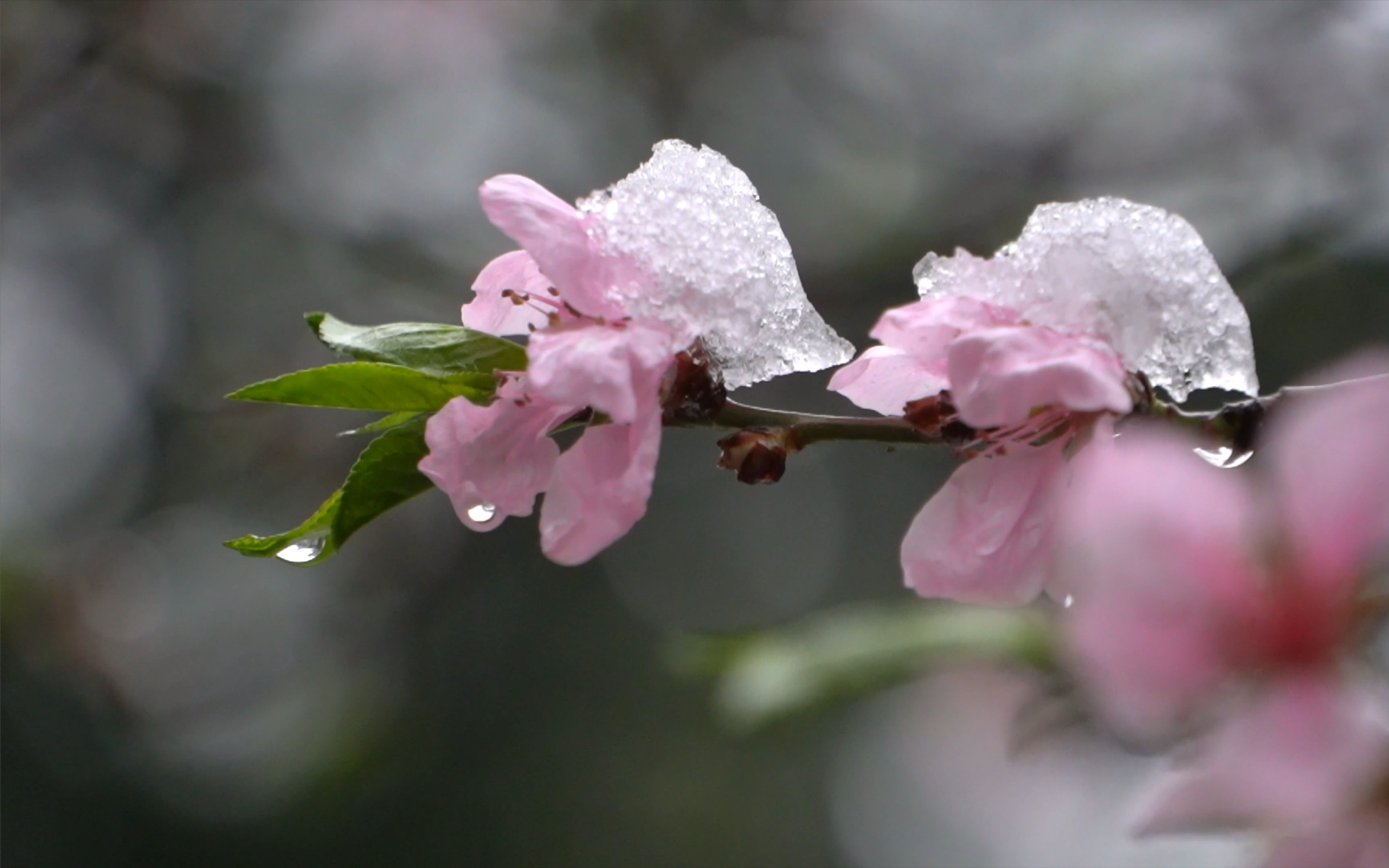 桃花雪境图片