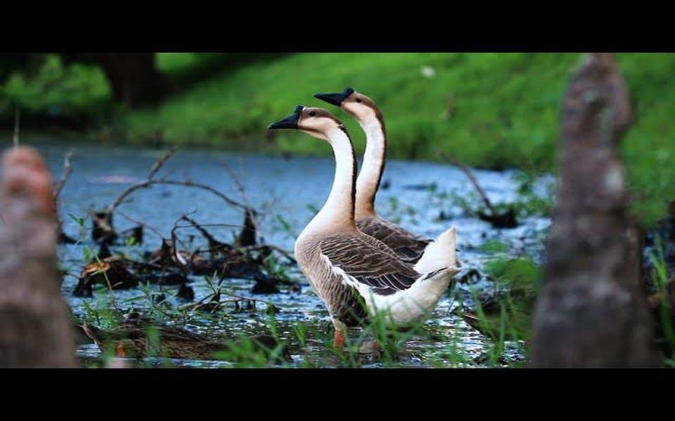 meet us at the bayou