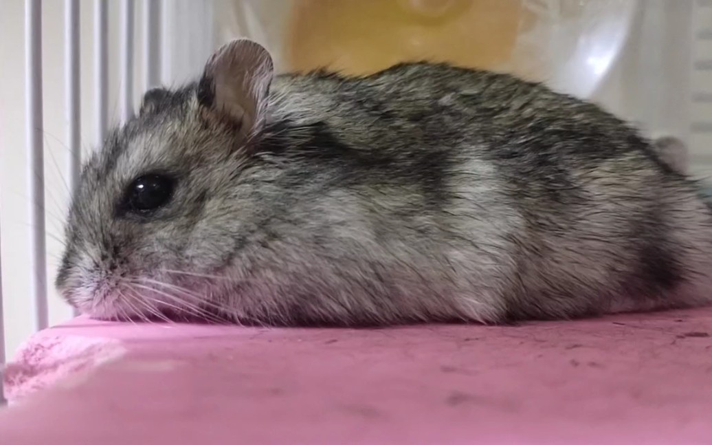 鼠子每天都在思考一个哲学问题为啥自己还单身