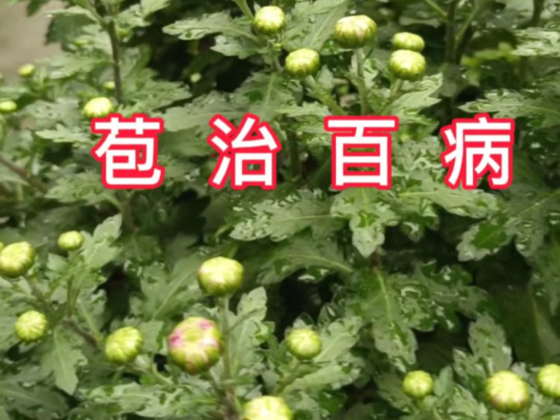 菊花花苞多,不要把养月季的思维用在它上面.哔哩哔哩bilibili