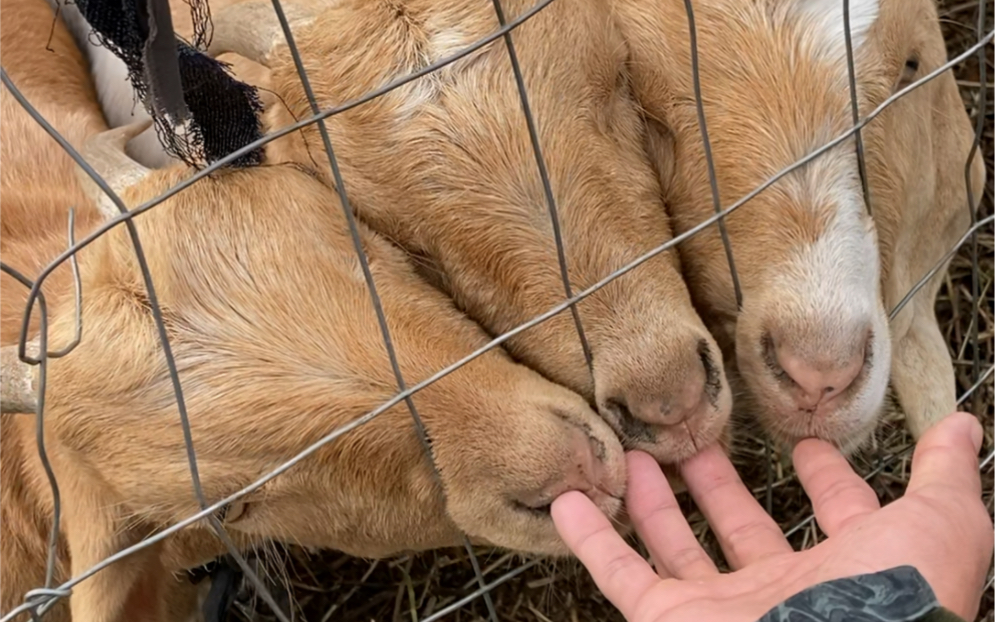 家里养的三只小羊长大了