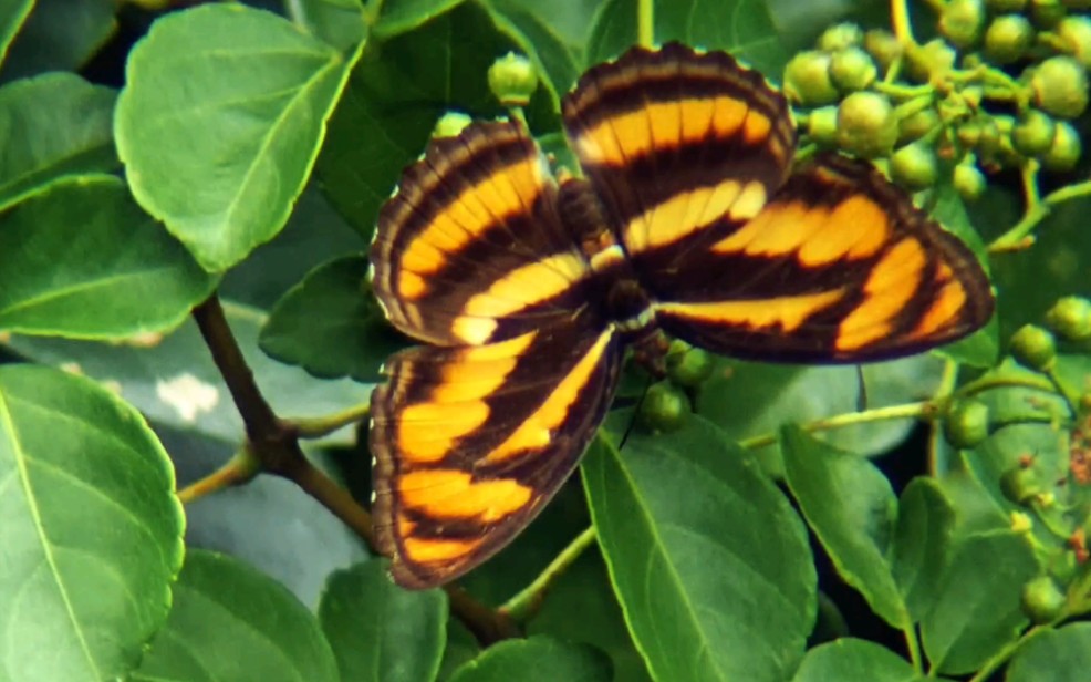 昆虫记蝴蝶飞舞漂亮的相思带蛱蝶