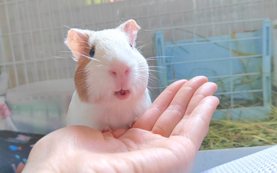 趴在手上吃东西的荷兰猪