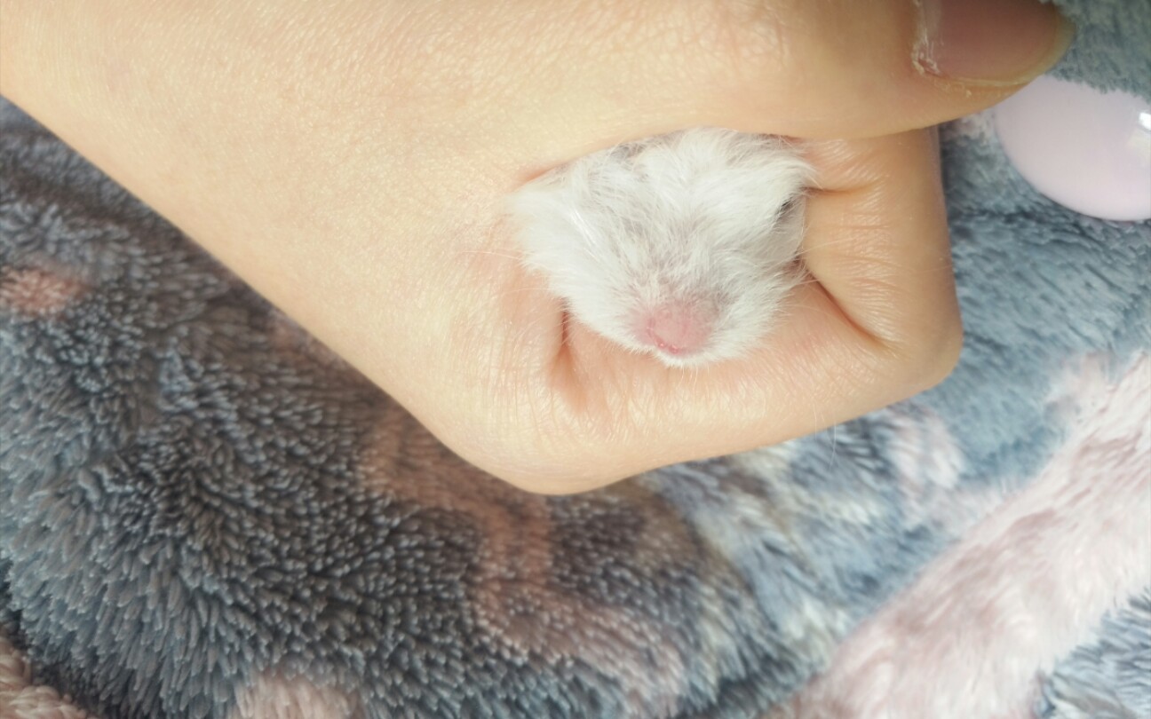 呆呆兽和铲屎官玩耍的时候鼠爪爪必须在上