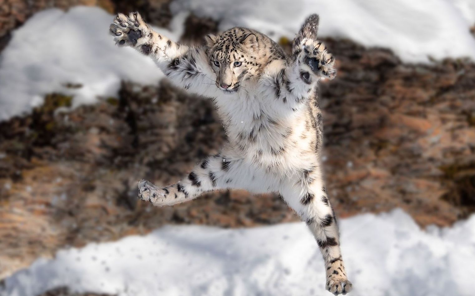 [图]“雪 豹 史 诗 级 坠 崖 捕 猎 ！”