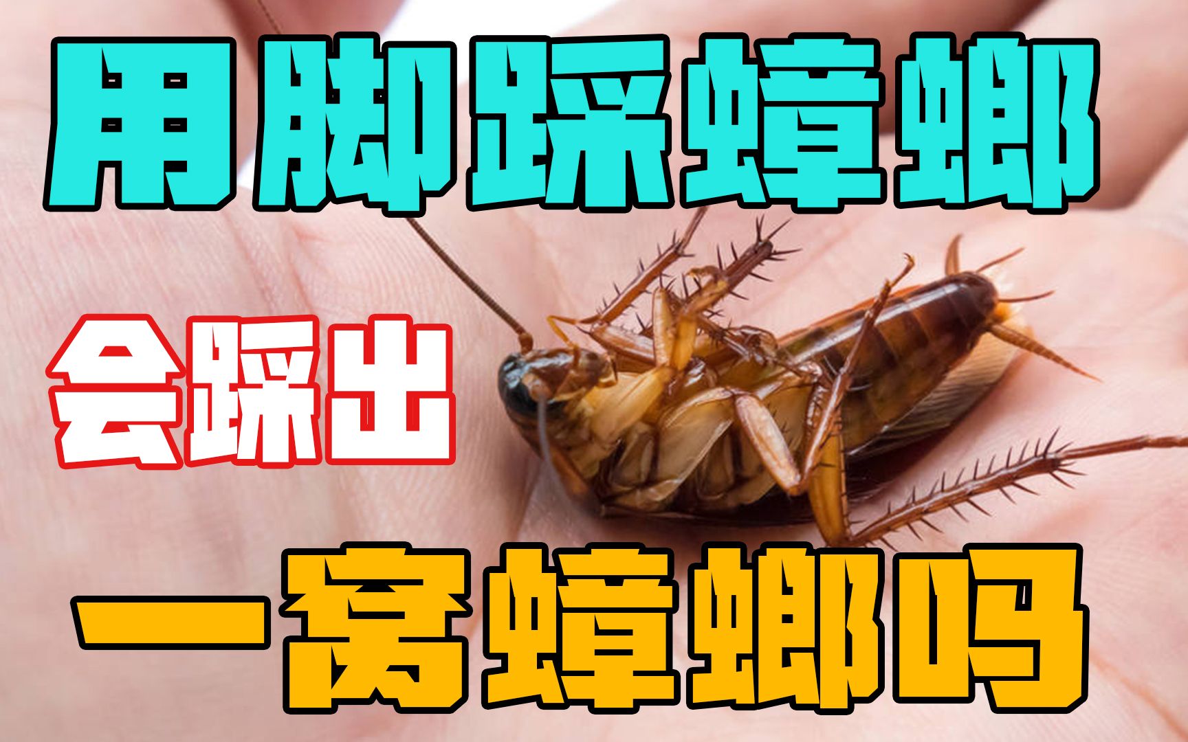 身上携带50多种病菌的蟑螂,适合用脚踩死吗?