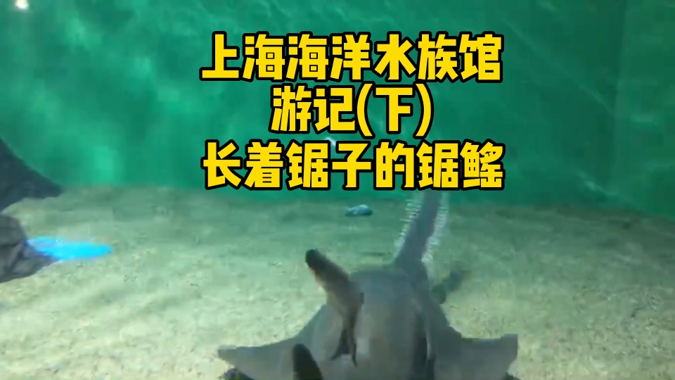 上海海洋水族馆游记(下)锯鳐来了哔哩哔哩bilibili