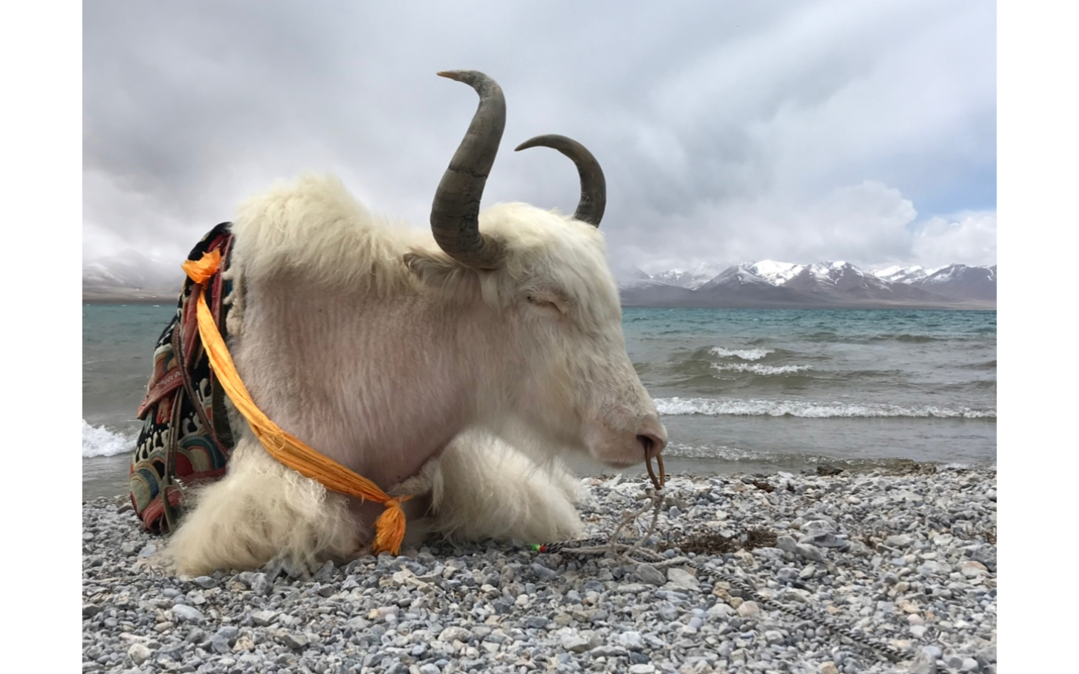纳木错的大白牛,你吃过大雪山里的忍辱草吗,你的牛粪庄严过神圣的坛场
