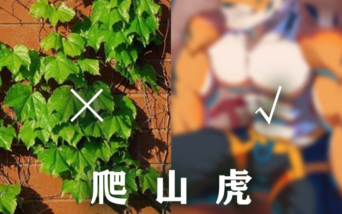 [图]爬山虎是植物？不，爬山虎是动物！