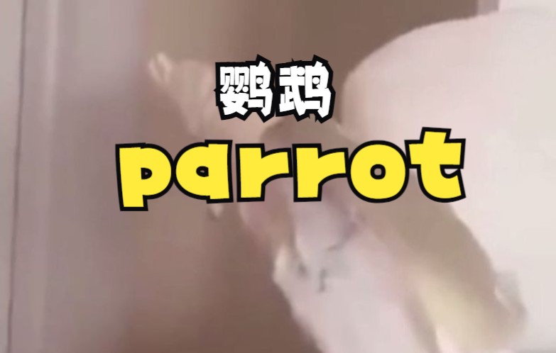 【英语四六级】Parrot 鹦鹉;长嘴鹦鹉哔哩哔哩bilibili