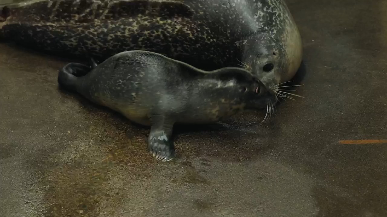 港海豹宝宝在母亲节当年神秘水族馆出生