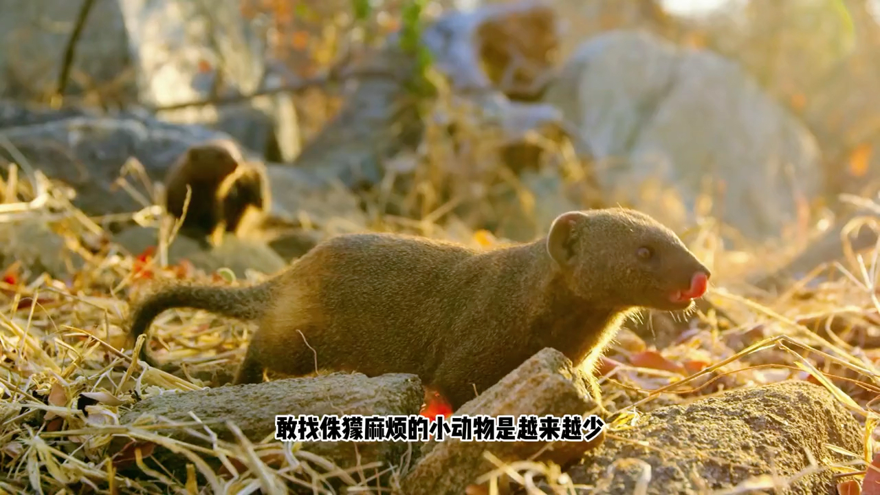 [图]动物也有黑社会？非洲草原上最小食肉哺乳动物 %侏獴 %犀鸟 %豪猪 %抖音自然 %奇妙知识