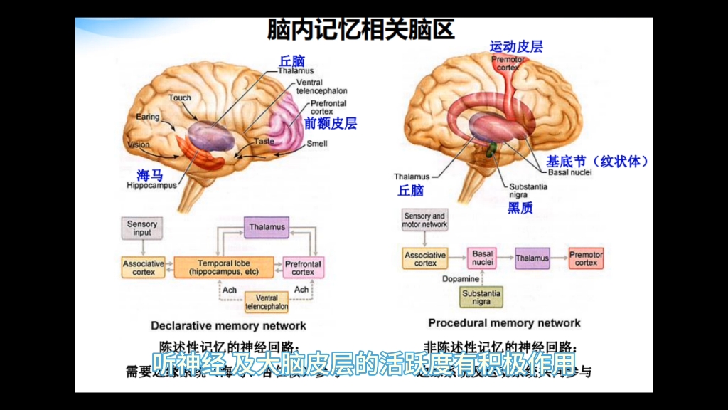 听神经位置图片图片