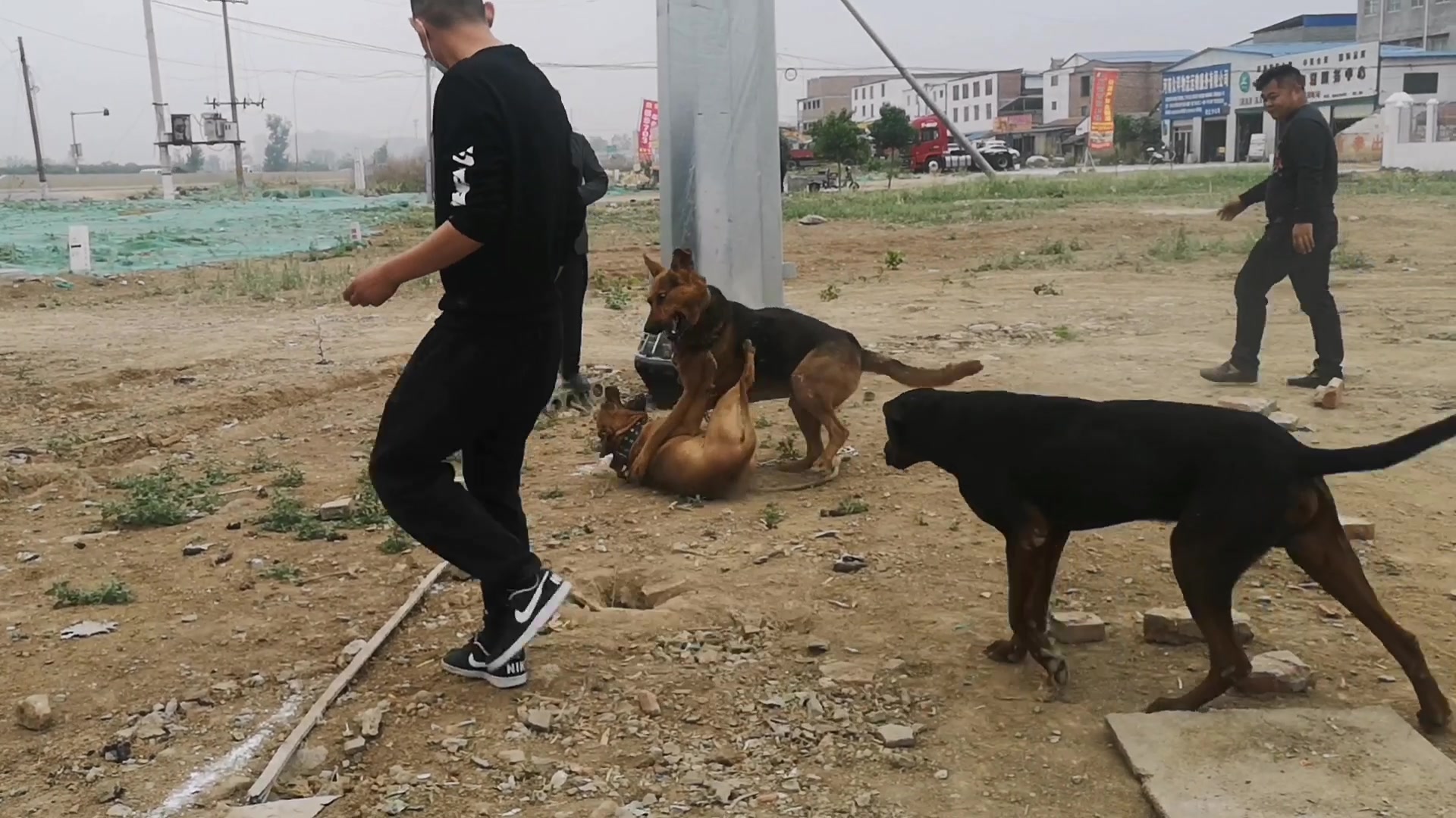 农村斗狗现场,纯种比特犬对大狼狗,下口都是这么狠哔哩哔哩bilibili