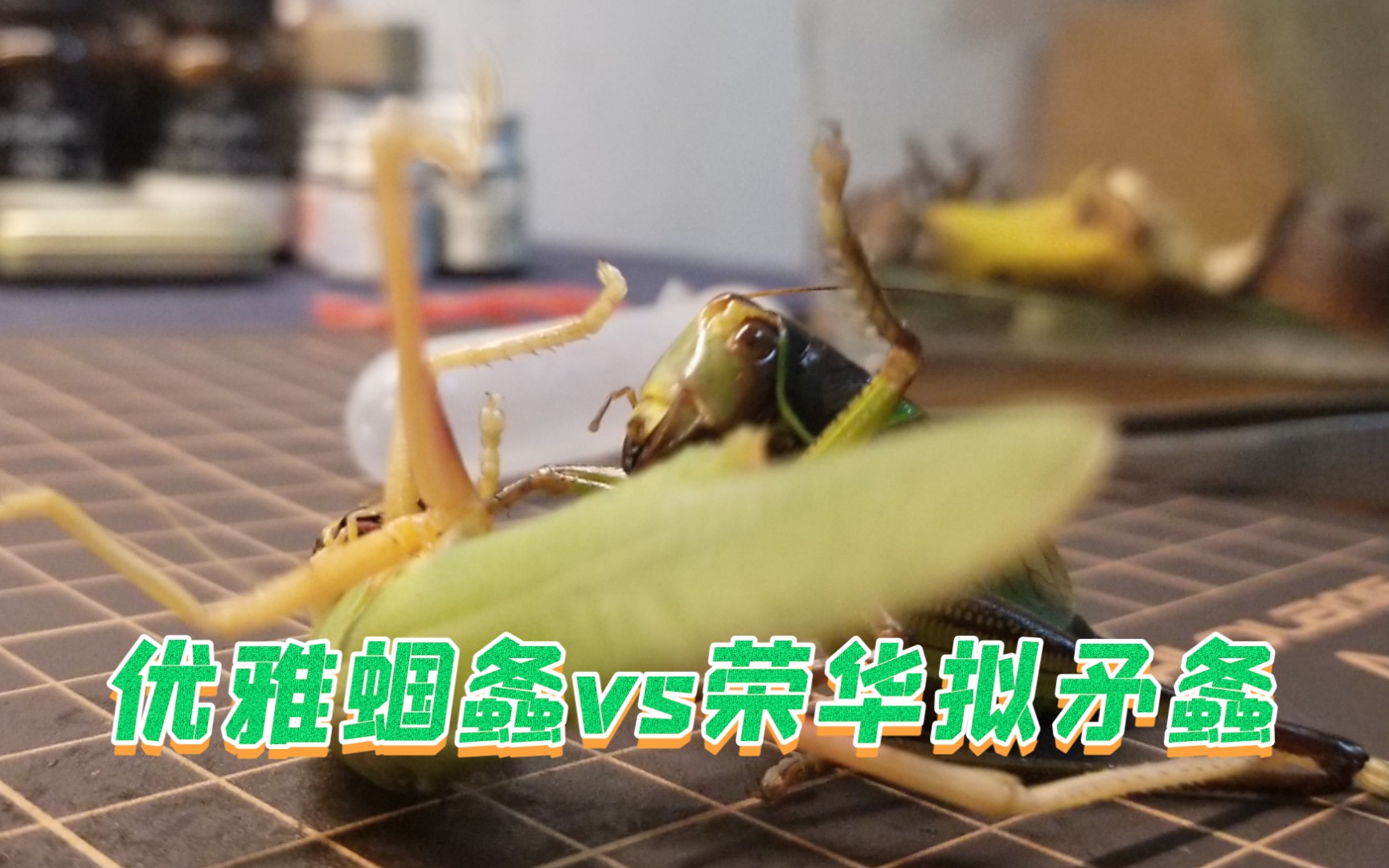 死斗优雅蝈螽vs荣华拟矛螽