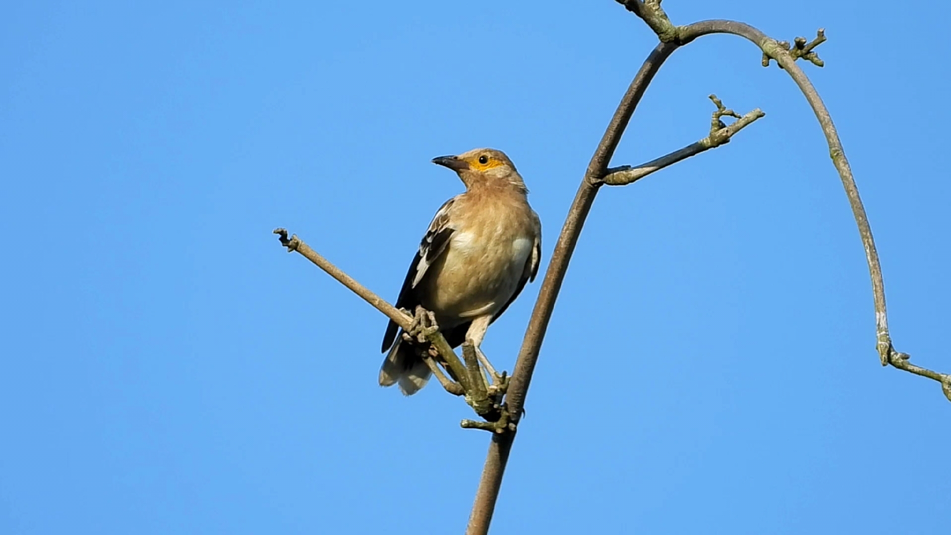 黑领椋鸟(雌鸟)叫声很好听