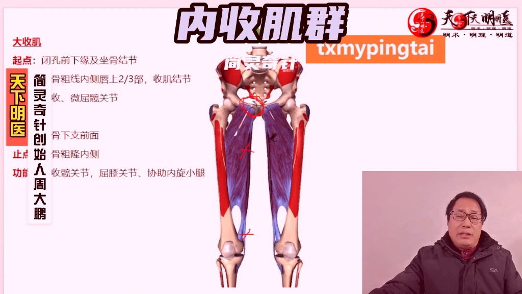 内收肌群——大腿内侧痛,膝关节内侧痛!