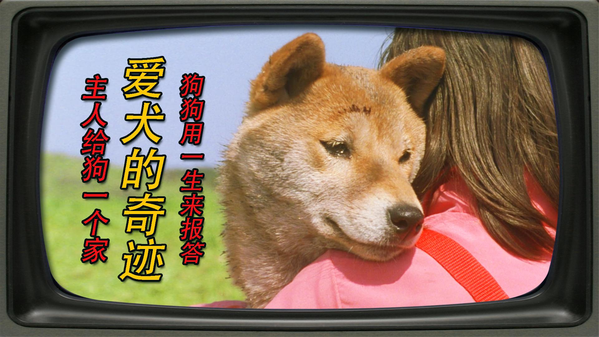 危险来临时守护你身边的永远是忠诚的狗狗《爱犬的奇迹》