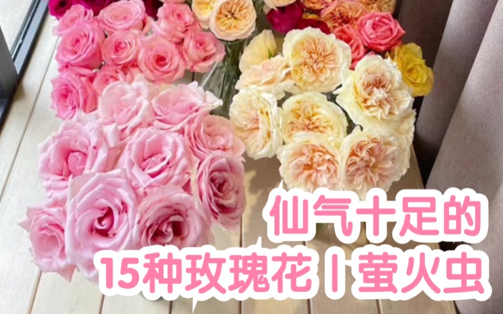 【源儿C的花Vol.11】仙气十足的15种玫瑰来啦|萤火虫、紫霞仙子、粉蒙代尔哔哩哔哩bilibili