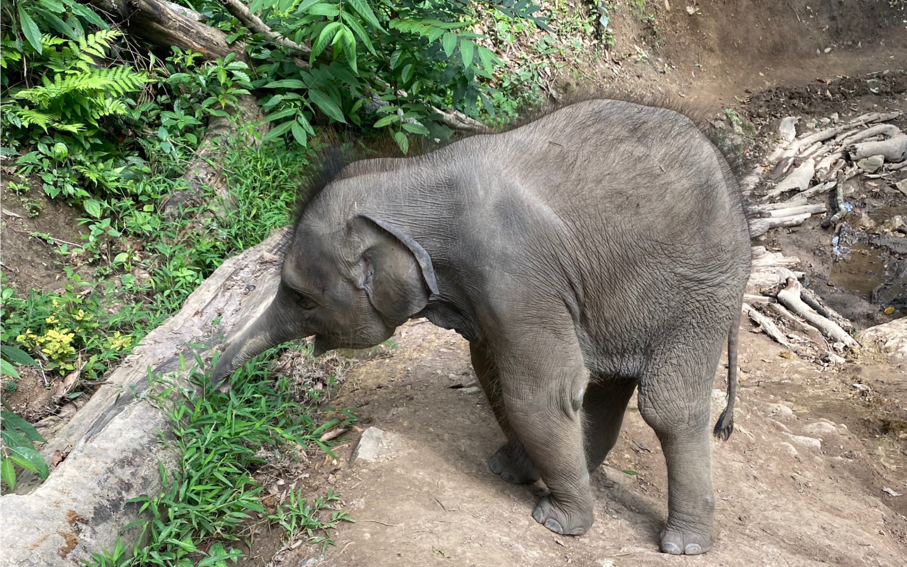 版纳的小象也太可爱了吧_哔哩哔哩_bilibili