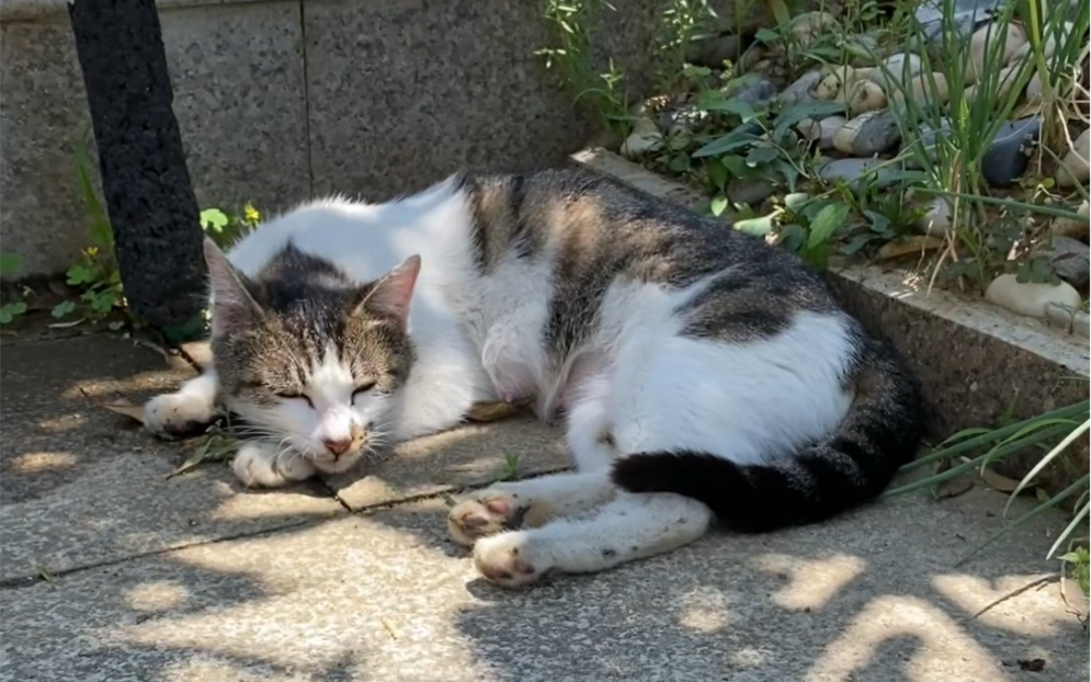 土匪猫猫图片图片