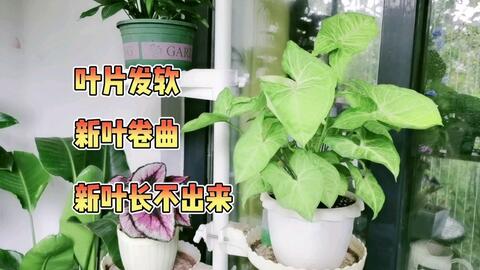 合果芋黄金童子 各种叶片问题是怎么造成的 养护需知 哔哩哔哩