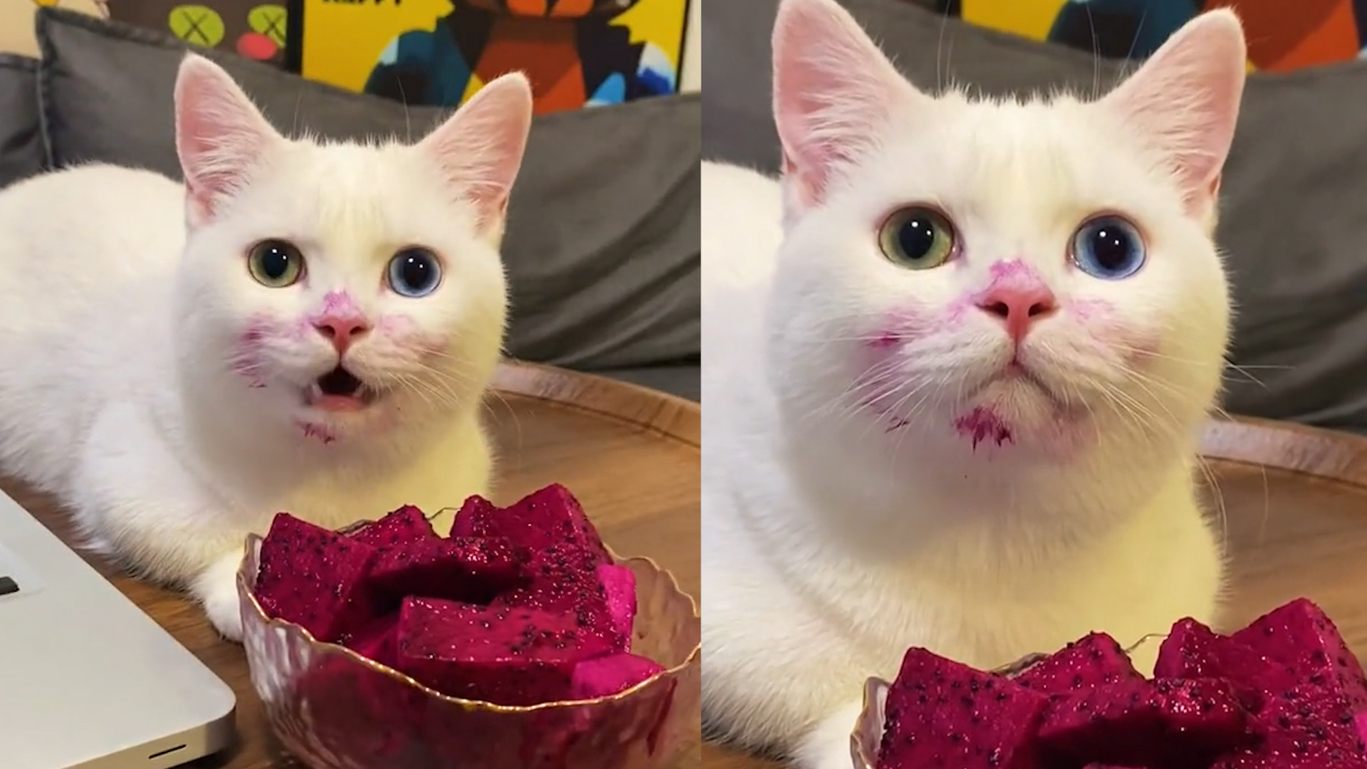 小猫偷吃火龙果被发现了!嘴巴一圈都是红色的,眼神特别无辜
