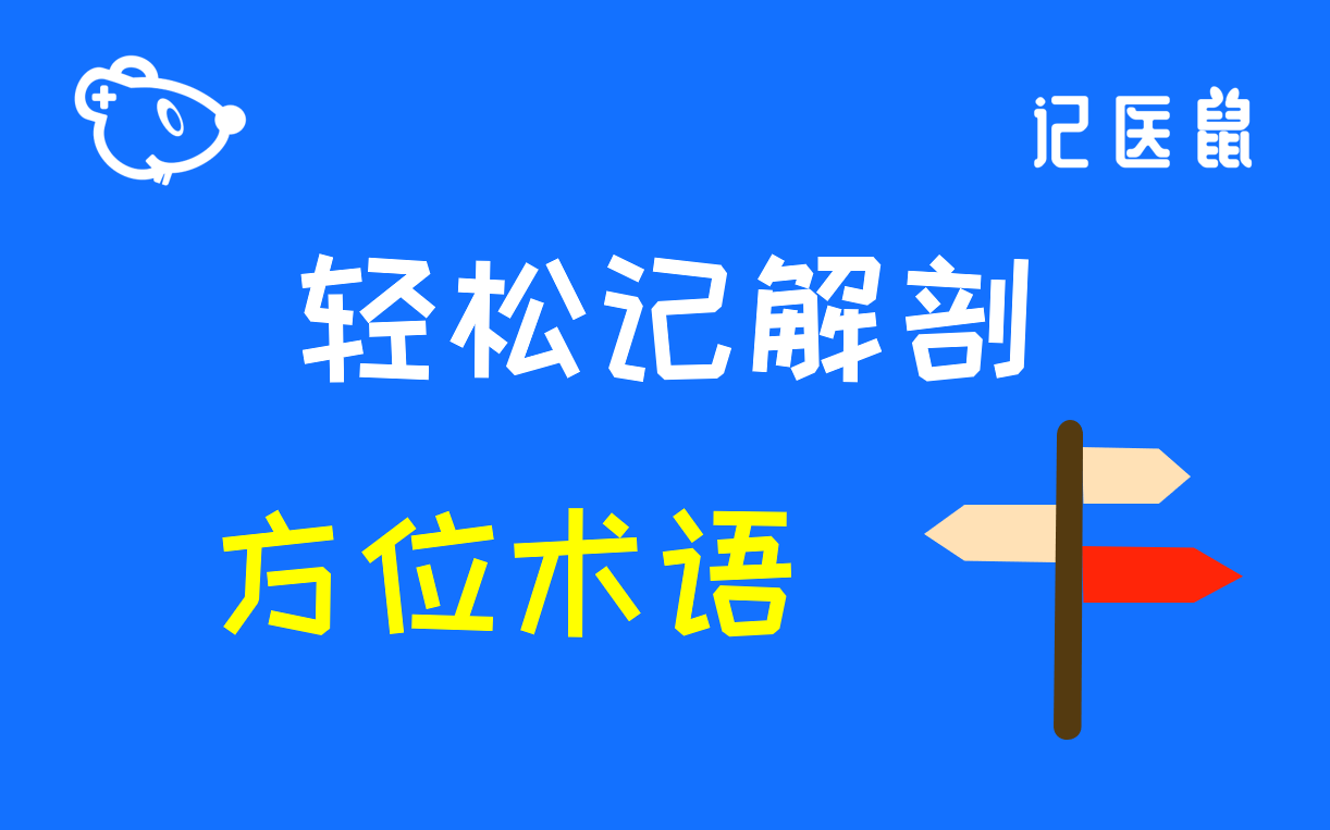 3 解剖 轻松记  方位术语 :尺侧、桡侧,胫侧、腓侧哔哩哔哩bilibili