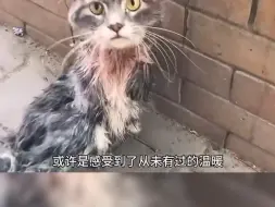 Download Video: 流浪猫被人用铁链拴住在公路上虐待