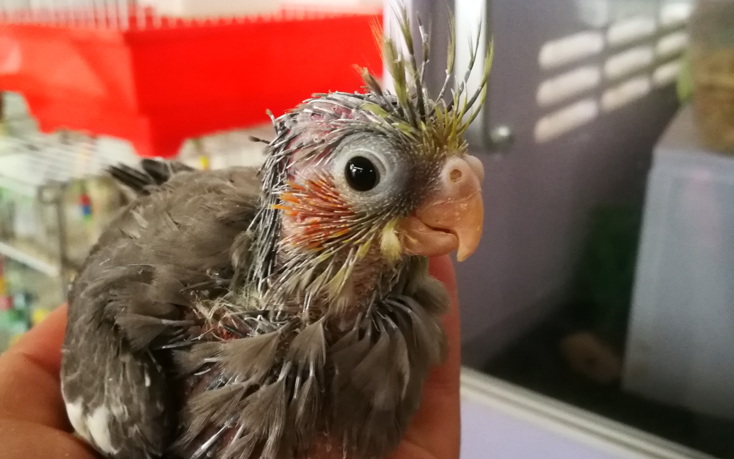 【希希】玄凤鹦鹉小时候都是秃秃哒!