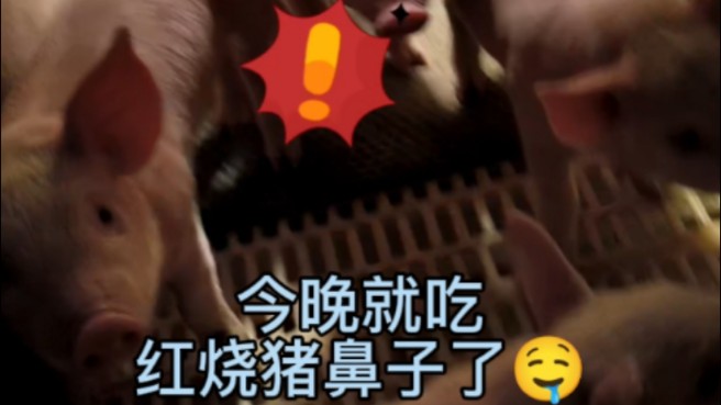 小猪馋了,我也正好饿了𐟘‹哔哩哔哩bilibili