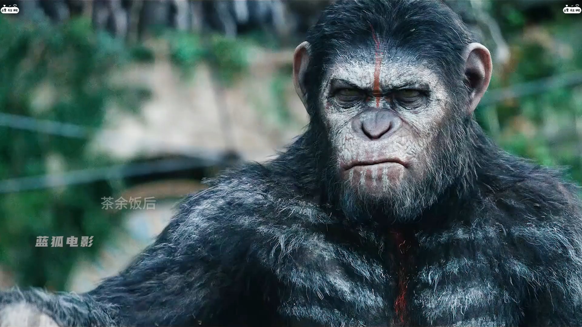 一口气看完《猩球崛起2》凯撒被枪杀,二当家上位,战争一触即发