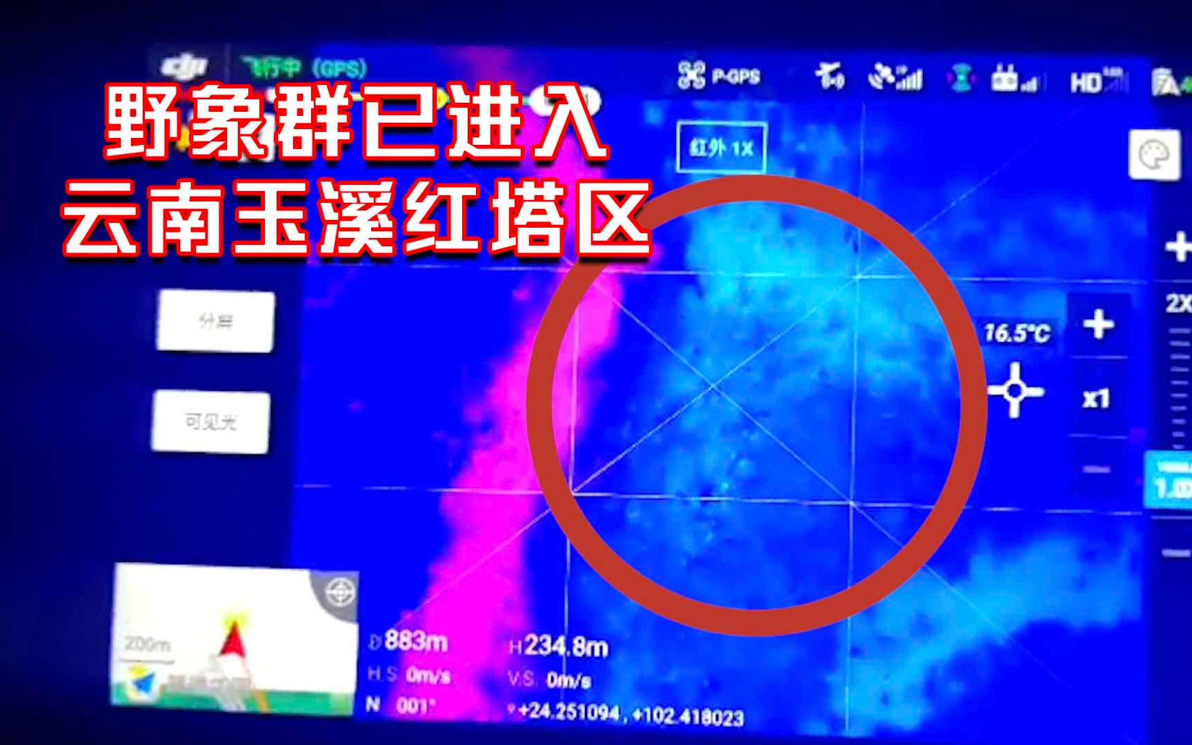 最新进展!野象群已进入云南玉溪红塔区 当地用无人机红外功能勘察哔哩哔哩bilibili