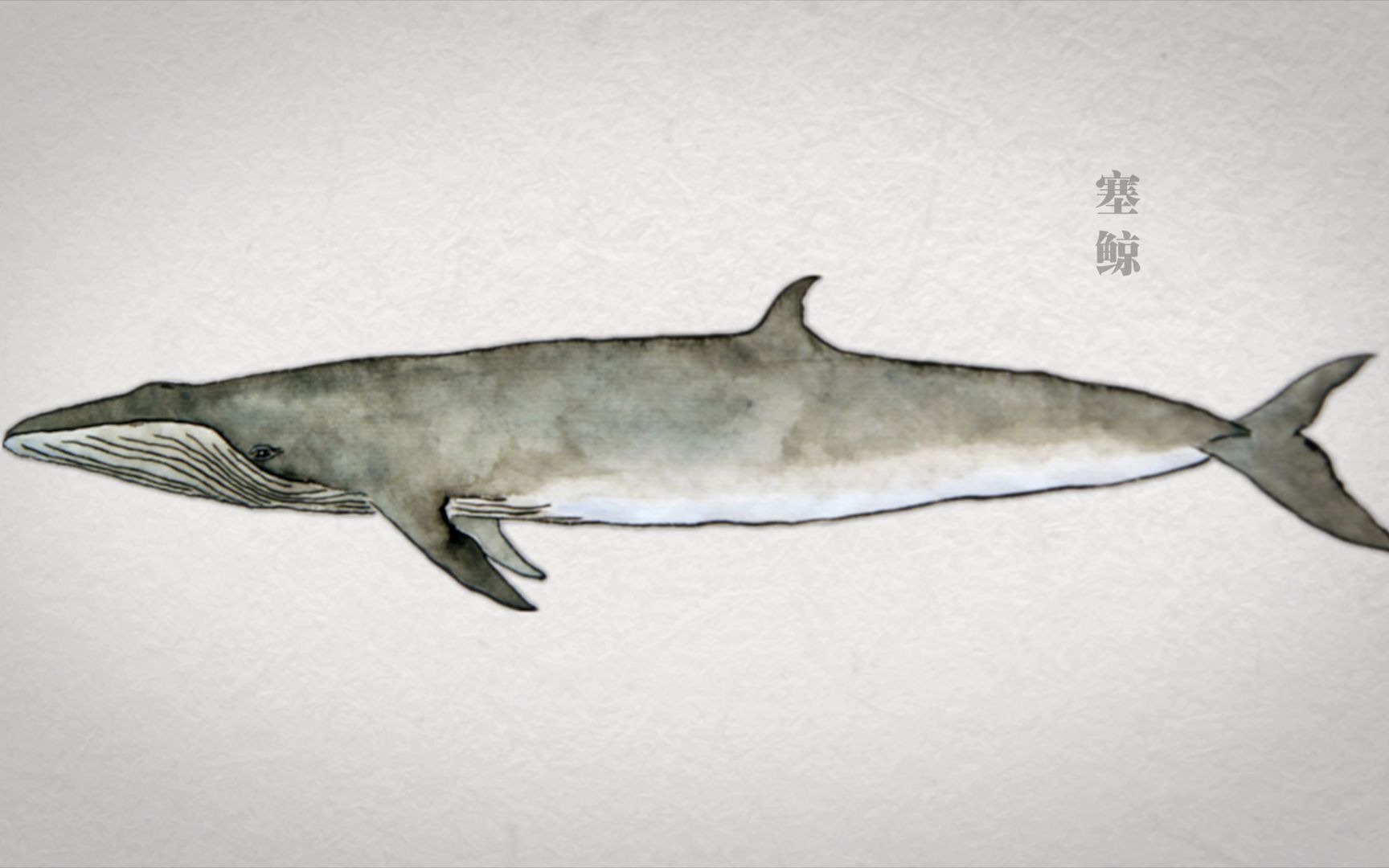 中国博物画—段煦作品之塞鲸_哔哩哔哩 (゜-゜)つロ 干杯~-bilibili