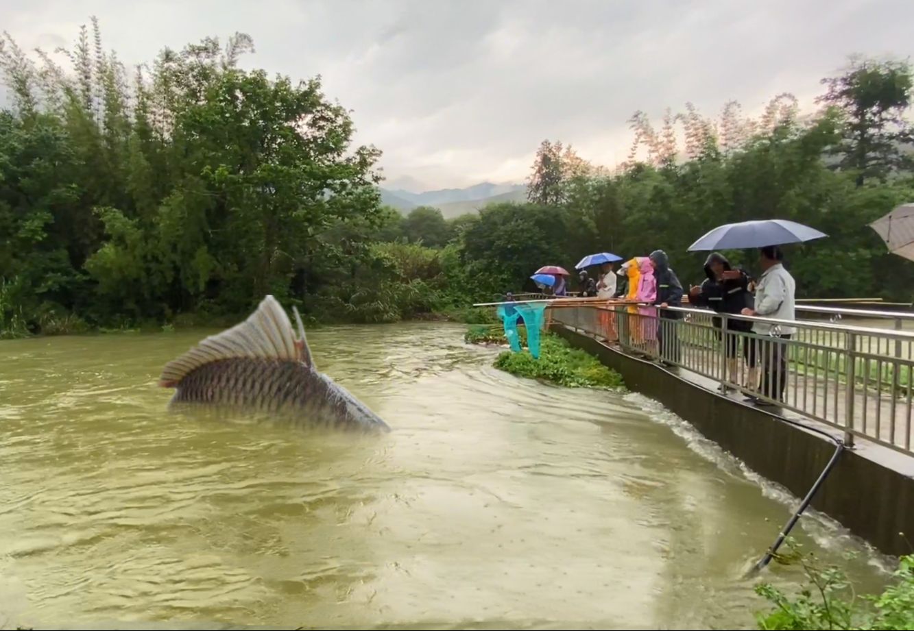 连续暴雨,上游水库冲下6000条大鱼,村民见机桥上捞鱼高兴不已