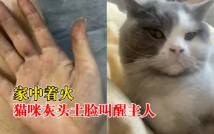 家中着火猫咪灰头土脸叫醒主人，主人：很害怕，猫咪很聪明