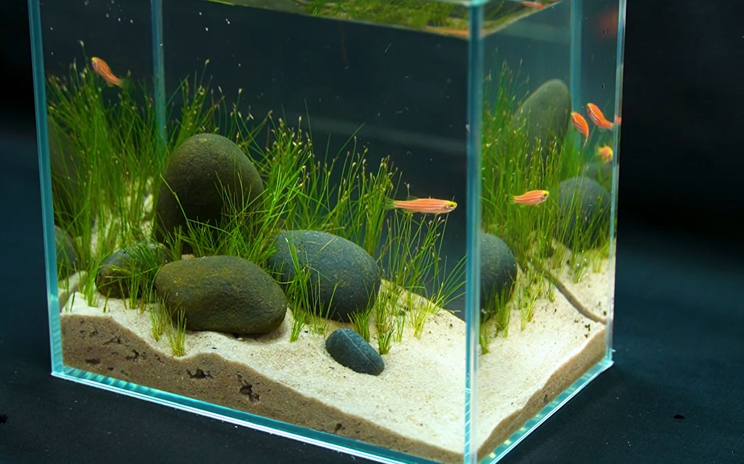 【水草生态缸】清爽小缸造景